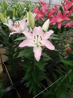 [5389 Tucson VZ No01.JPG]